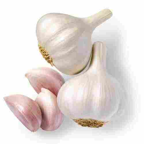 Moisture Free Semi Round Fresh Garlic For Cooking Food