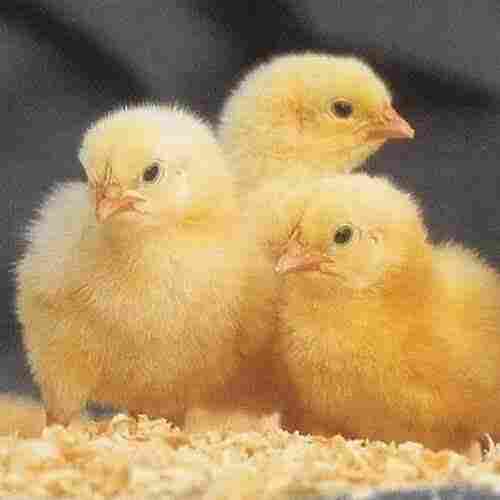Yellow Broiler Chicks