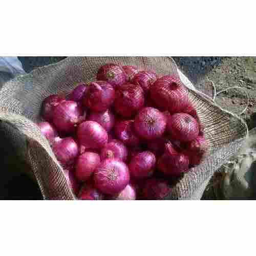 Fresh Red Onion Product