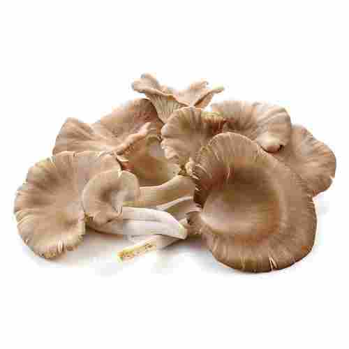 A Grade Quality Fresh Nutricious Commonly Cultivated Dry Oyster Mushroom