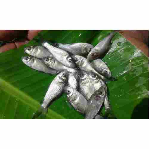 Catla Fish Seeds For Fish Farming