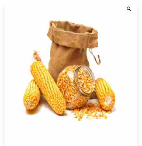 A Grade And Indian Origin Corn Maize With High Nutritious Value