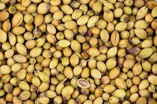 Light Golden Brown Coriander Seeds Use For Cooking Usage