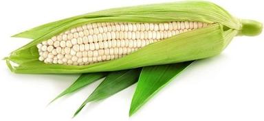 Commonly Cultivated 100% Natural White Maize