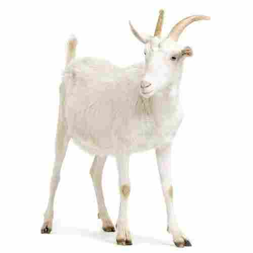 Disease Free Pure Healthy Large Size White Saanen Live Goat