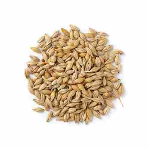 99% Pure Natural Edible And Hybrid Sun Drying Barley Seeds For Control Blood Pressure 