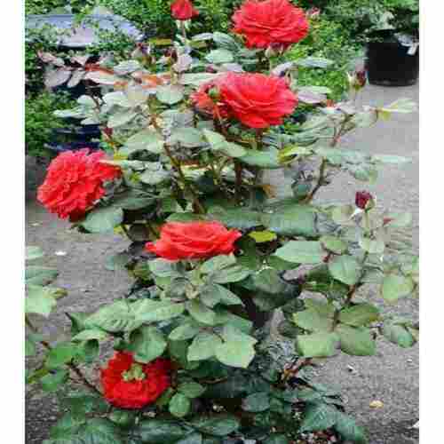 Well Drained Red Rose Plant, Excellent Fragrance