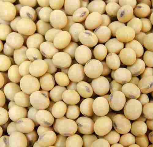 A Grade 99% Pure Nutrient Enriched Healthy Sunlight Dried Soyabean Seeds