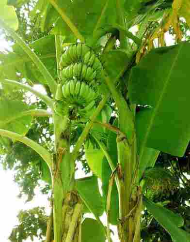 Full Sun And Well Watered Banana Plant With Fertilizer