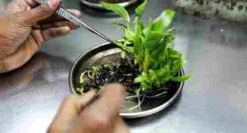 Green Tissue Culture Plant (Fast Growth And Good Fertilization)