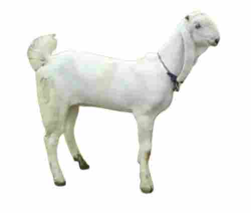 15 Kilogram and 10 Months Old 2 Feet Jamunapari Male Goat