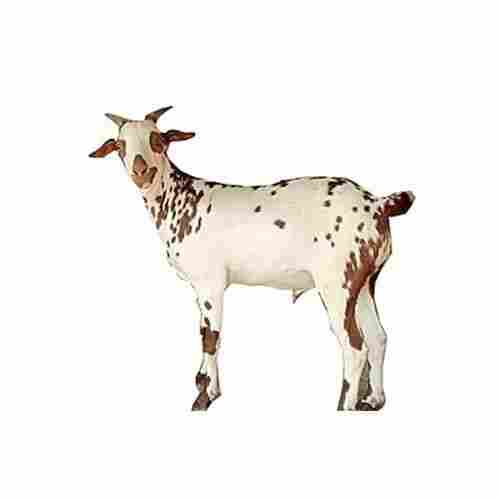 Barbari Goat
