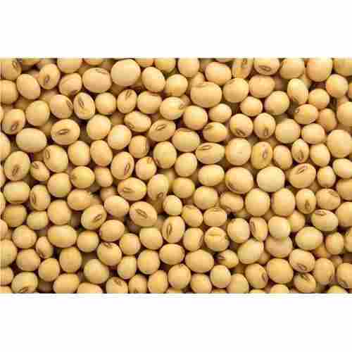 50 Kilogram, Good Source Of Protein Natural Soybean Seeds