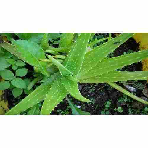 Non Toxic Solid Organic Natural Aloe Vera Plant Leaf