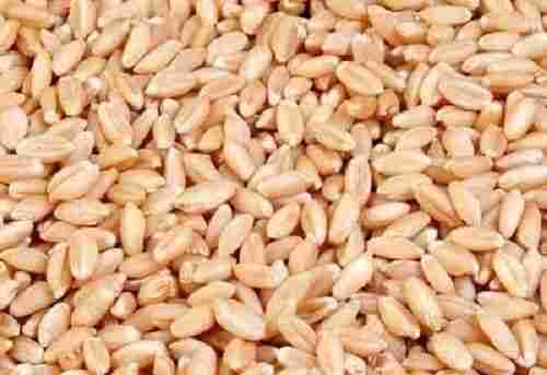 Healthy Nutrition Fiber And Protein Common Cultivation Fresh Wheat Seed