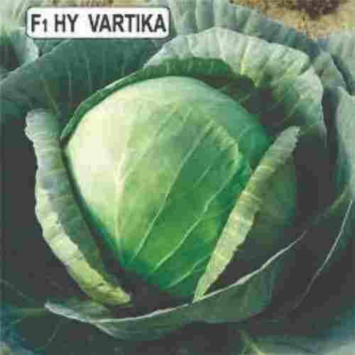 Vartika Cabbage Seeds For Farming