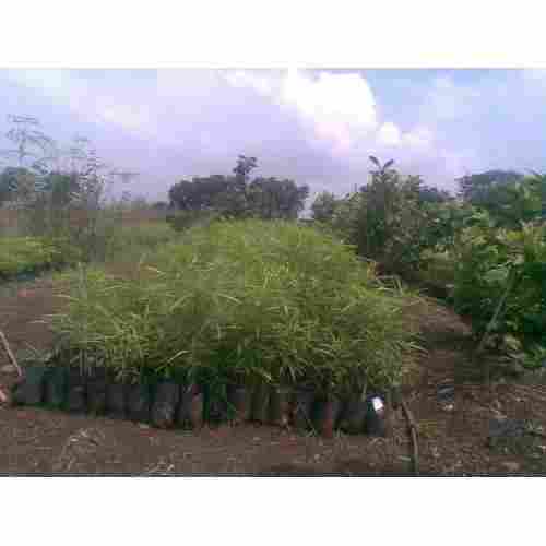 Green Bitty Kanher Flowering Plant, For Garden, Packaging Type: Bag