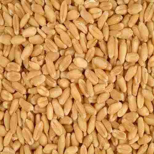 Common Wheat Seeds
