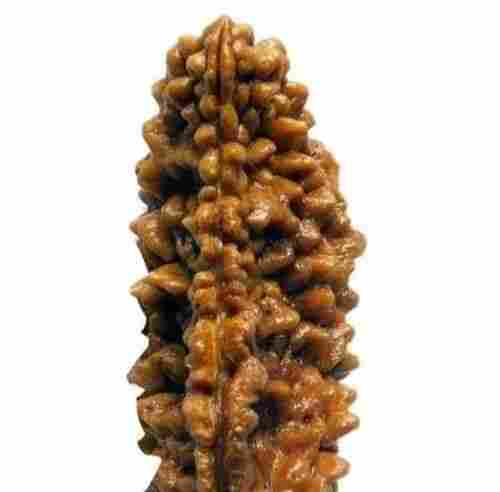 5 to 20 mm Size Brown Natural Daily Wear 1 Mukhi Rudraksha Natural Bead