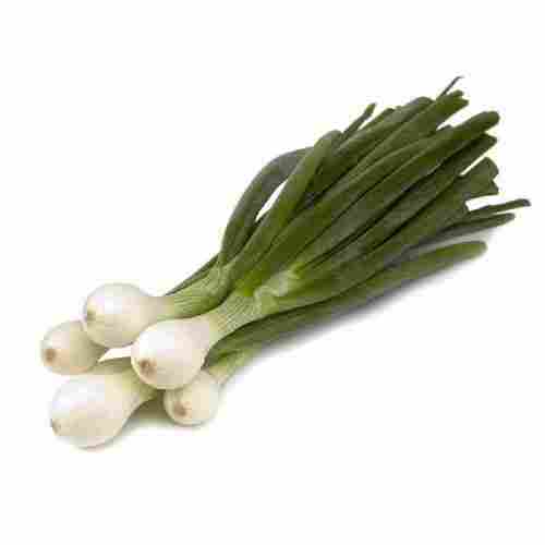Chemical Free Enhance The Flavor Rich Healthy Natural Taste Fresh Spring Onion