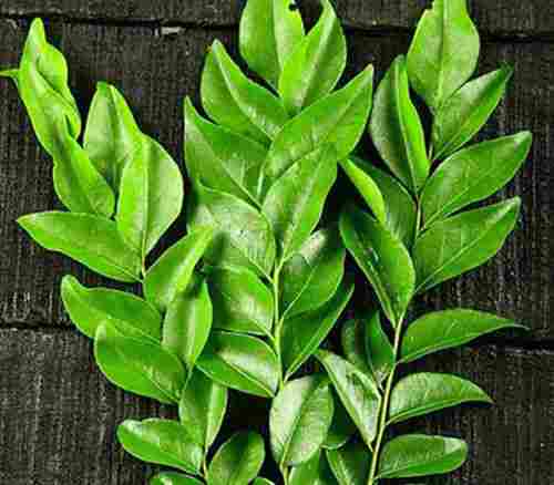 No Artificial Color Nice Fragrance Rich Natural Taste Green Fresh Curry Leaves