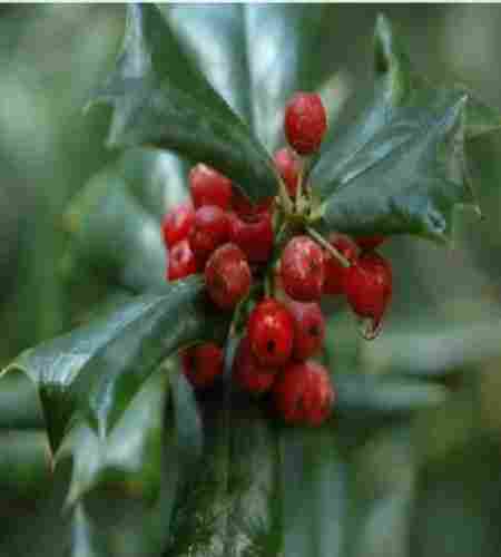 Natural And Pure Wintergreen Essential Oil For Cosmetic And Medicine Grade