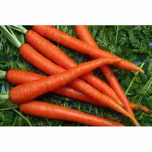 High Fiber No Artificial Flavour Healthy Natural Rich Taste Organic Fresh Carrot