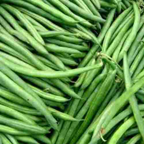 High Fiber Pesticide Free Rich Natural Taste Organic Fresh Green Beans