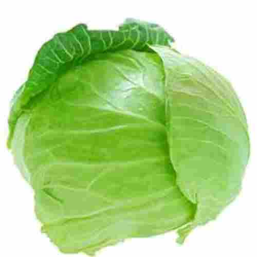 No Preservatives High Fiber Healthy Rich Natural Fine Taste Green Fresh Cabbage