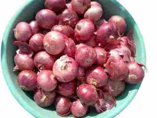 100% Organic Fresh Onion For Vegetables With 1 Months Shelf Life, 25mm Size