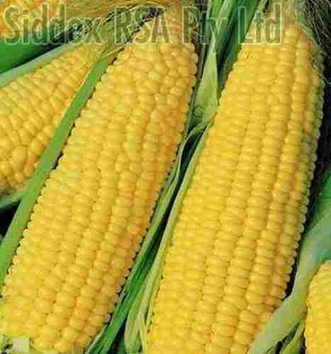 Pesticide Free Good For Health Whole Yellow Corn