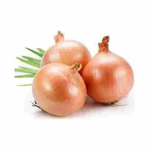Chemical Free Natural Taste Enhance The Flavor Organic Fresh Yellow Onion