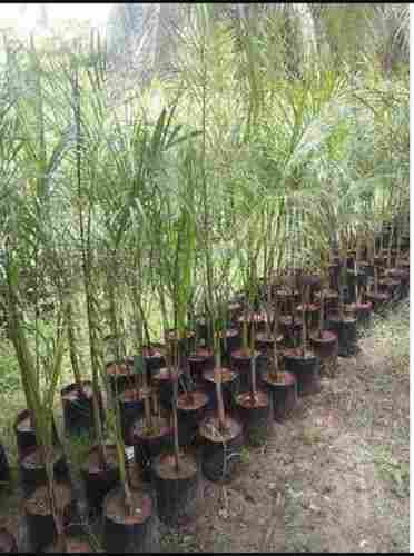 Environment Friendly Arecaceae Garden Plantation Pamela Palm Tree