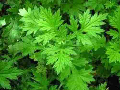 Natural  And Pure Green Herb Medicinal Plant