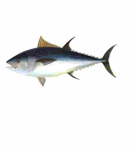 Dried Healthy And Fresh Tuna Fish