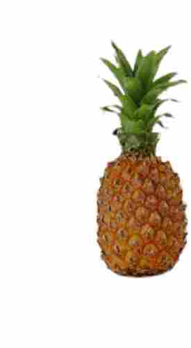Greenhouse Cultivation Glutinous Cylindrical Normal Mordilona Pineapple Fruit
