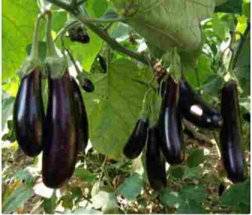 8% Moisture Rabi Session Hybrid Brinjal Seeds For Agricultural Use