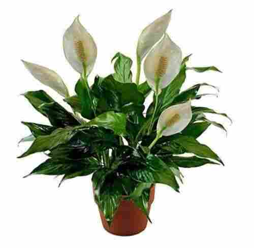 18 Centimeter Fresh Lily Flower Outdoor Plant