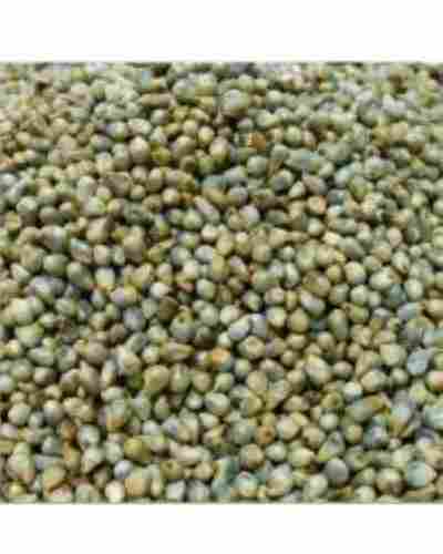 Natural Hybrid Pearl Millet Seeds