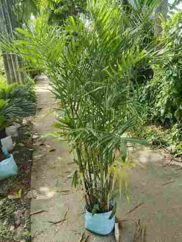 Fresh Green Cane Palm for Garden Planting