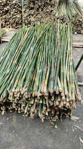 Bamboo Stick for Plant Support