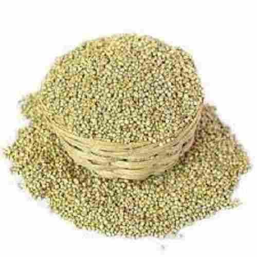 Commonly Grown Dried Chemical Free Green Pearl Millet