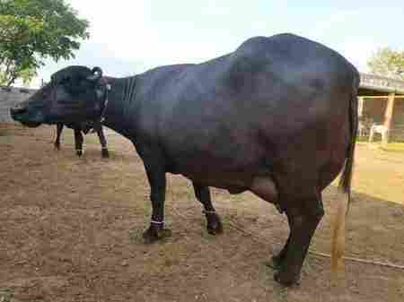 Healthy and High Milk Production Black Murrah Buffalo