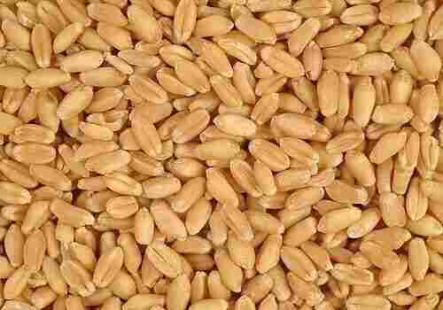 Natural Organic High Proteins Long Lifespan Fresh Wheat Seeds 