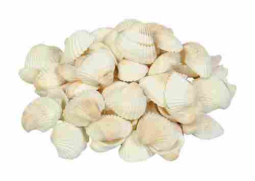 White Decorative Shells