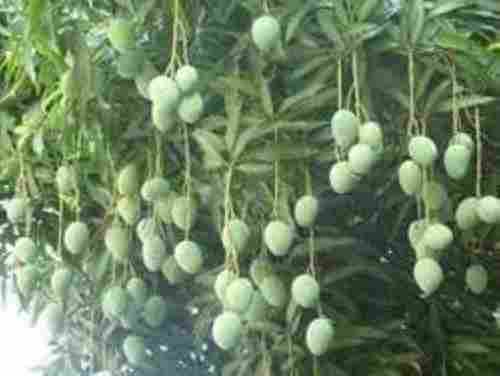 Healthy Antioxidants Delicious Flower Part Natural Mango Fruits Plant 