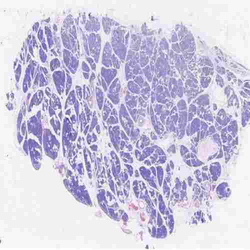 Pancreas Microscope Slide