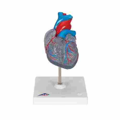 Human Heart Model For Education Purpose With 7 Magnetic Detachable Parts