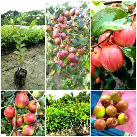 Easy To Grow Apple Ber Plant