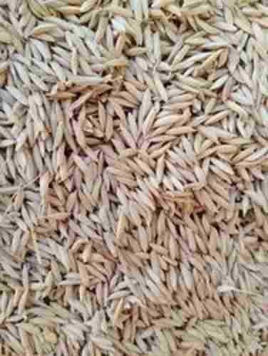 A Grade Common Cultivated Small Piece Edible Hybrid Fresh Paddy Seeds